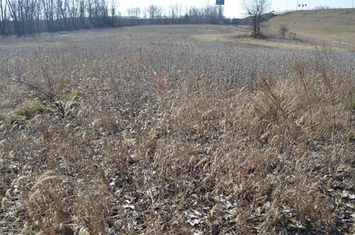 Property photo 8 - East Allen County - 55 Acre Land Auction